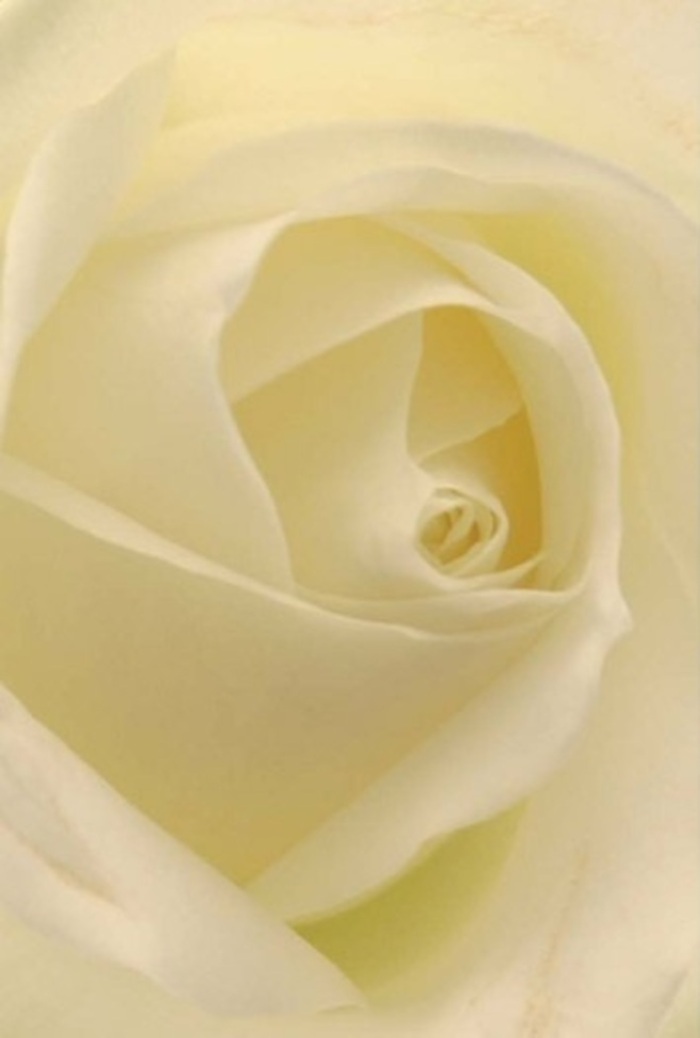 Studying this classic white rose up close, one is immersed in the tranquil beauty of its precisely layered petals-shades of cream and soft gold coming together in a seamless blend under the careful eye of an Epsom florist. The play of gentle light across the bloom recalls quiet mornings in Alexandra Recreation Ground, with each petal illuminated from within as if touched by sunlight after rain. The arrangement's elegance and purity suggest a perfect fit for weddings in Epsom's spacious venues, anniversary dinners, or as a simple but meaningful apology. Every fold and spiral speaks of resilience and sincerity, while the subtle variations in shadow and tone add dimension, underscoring the bouquet's natural artistry. The scent is understated, clean, and fresh-a subtle presence that transforms the mood of any room and marks life's moments with sincerity and care. For residents of Epsom, this rose is more than just a flower; it is a graceful gesture of goodwill, admiration, or heartfelt remembrance-crafted with intention and delivered with pride.